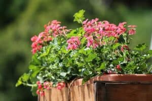 Terrakotta Blumenkasten