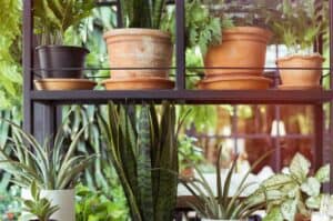 Blumenständer - Blumenregal (depositphotos.com)