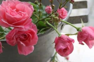 Blumenschale aus Zink als Gartendeko Blumenschale aus Zink als Gartendeko