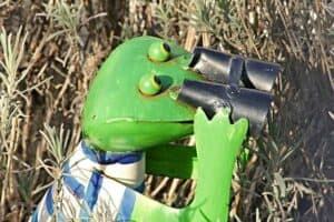 Frosch als Heckengucker mit Fernglas Frosch als Heckengucker mit Fernglas