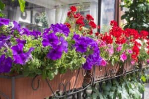 Blumenkästen (depositphotos.com)