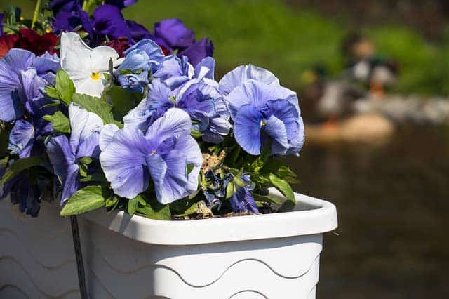 Blumenkasten Balkon Weiß Blumenkästen 2025 finden gartendekowelt.de