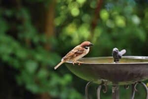 Vogeltränke auf einem Gartenstecker