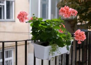 Blumenkasten zum Hängen (depositphotos.com)