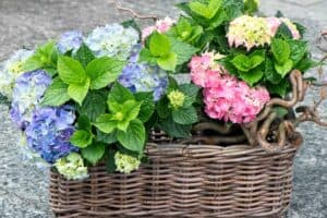 Blumenkübel aus geflochtenen Material (depositphotos.com)