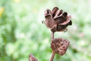 Eine Rose als Rost Deko Gartenstecker (depositphotos.com)